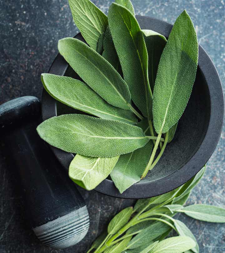 9 Health Benefits Of Sage Leaves, Types, Side Effects, & Dose