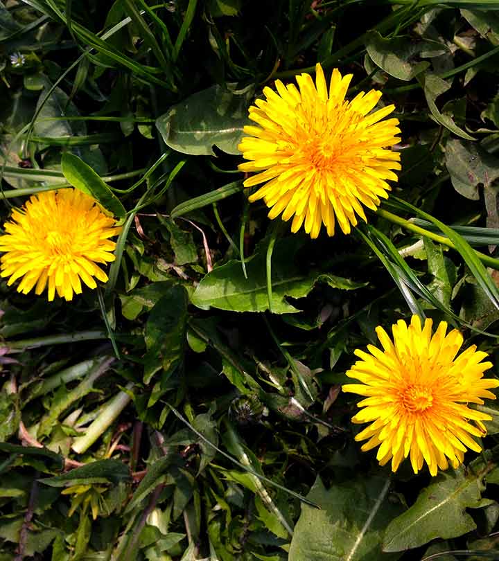 11 Benefits Of Dandelions, Nutrition, And Side Effects