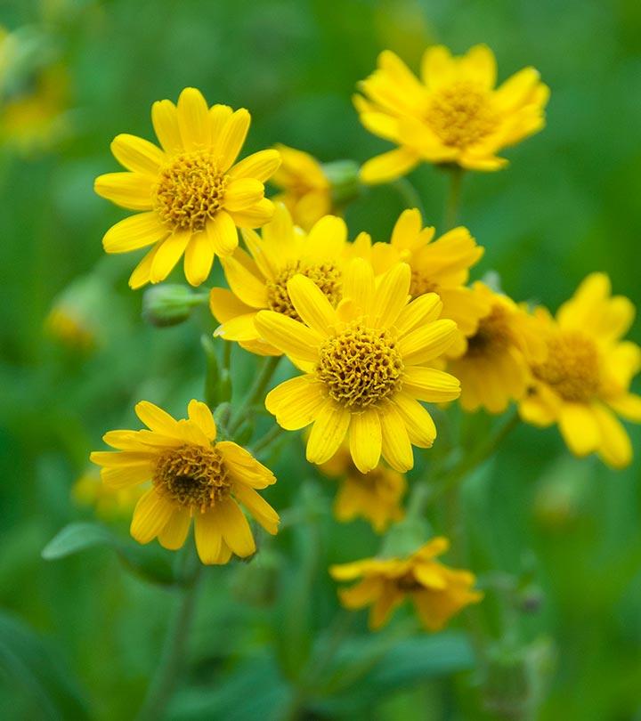 All About Arnica: Why We Love It And How To Grow It