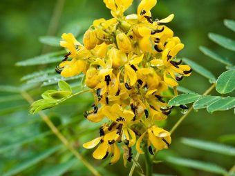 Senna - Health Benefits, Side Effects, And Risks