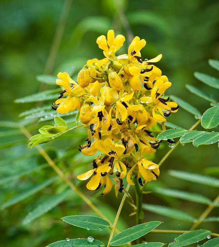 Benefits And Risks Of Senna