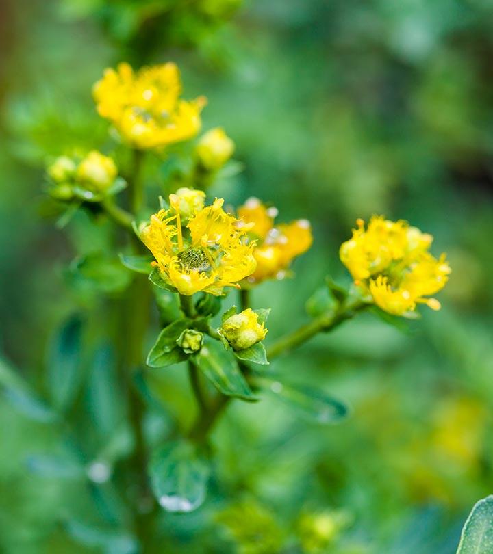 10 Amazing Benefits Of Rue Herb For Skin, Hair, And Health