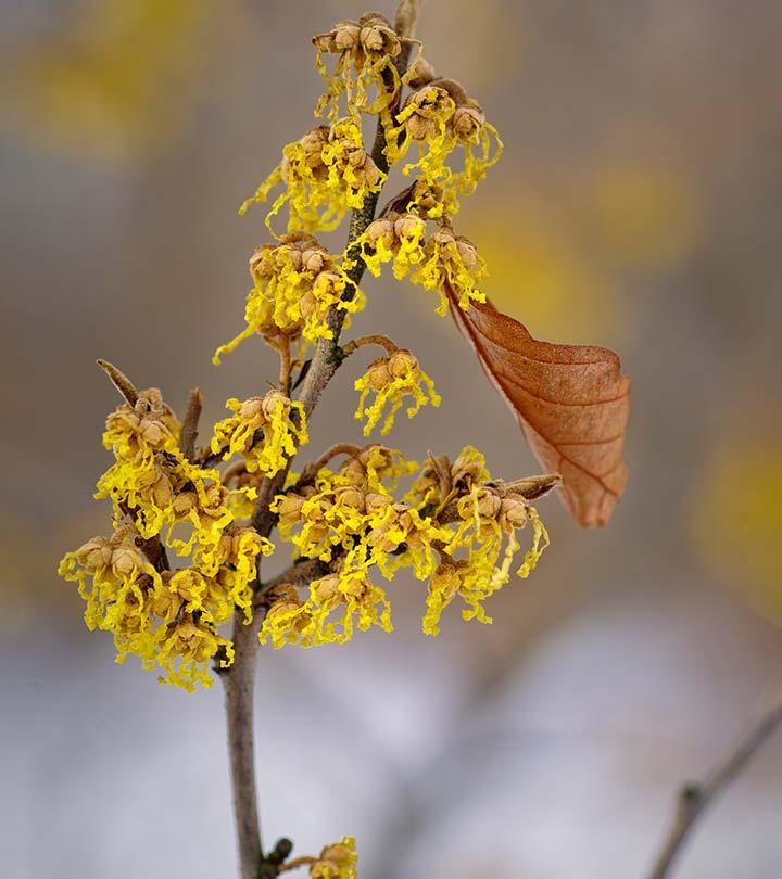 24 Amazing Witch Hazel Benefits, How To Use, & Side Effects