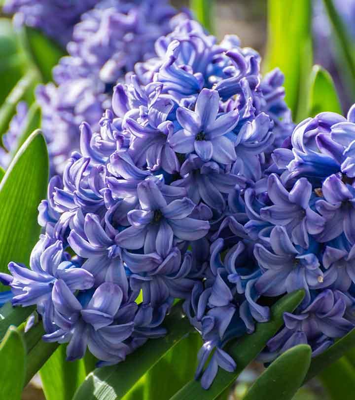 11 Amazing Benefits Of Hyacinth Herb For Skin, Hair And Health