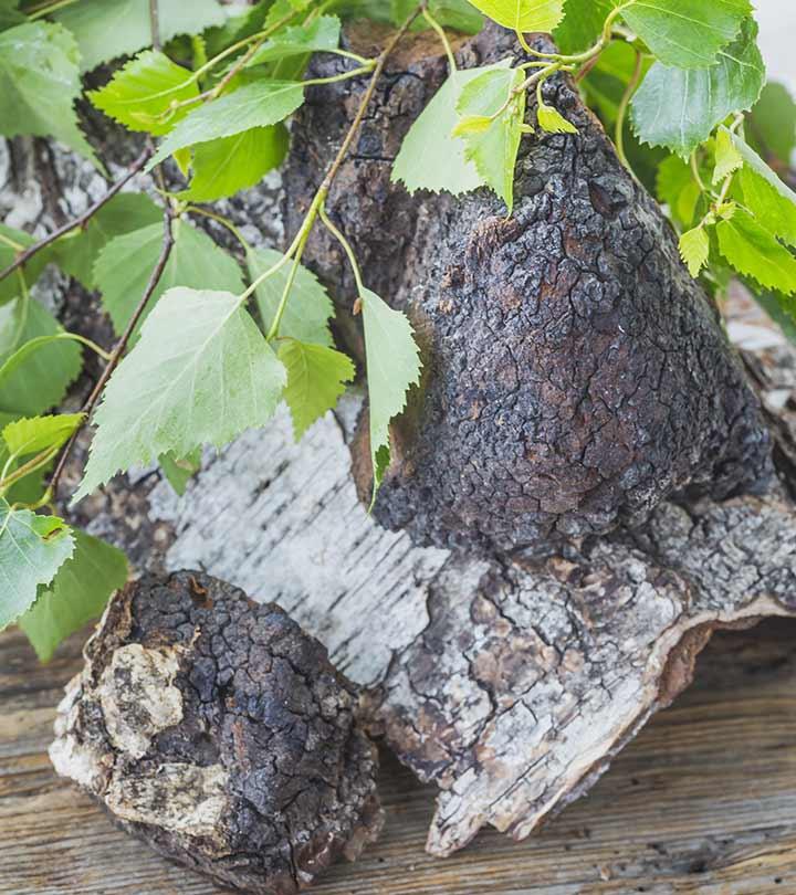 6 Benefits Of Chaga Mushroom, Risks, & How To Prepare Chaga Tea