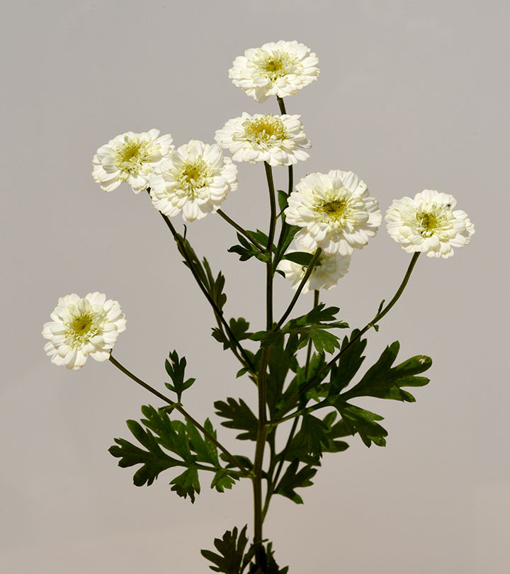 8 Amazing Benefits Of Feverfew | How To Use It & Side Effects