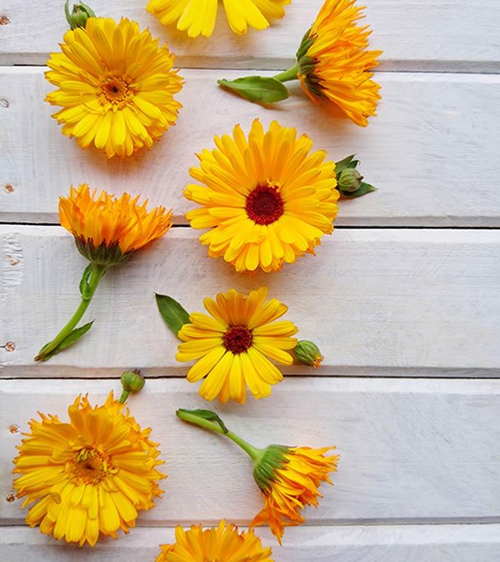 8 Amazing Calendula Benefits And Possible Side Effects