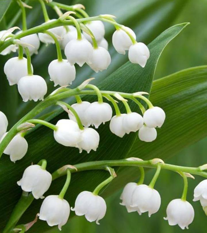 12 Amazing Health Benefits Of Lily Of The Valley