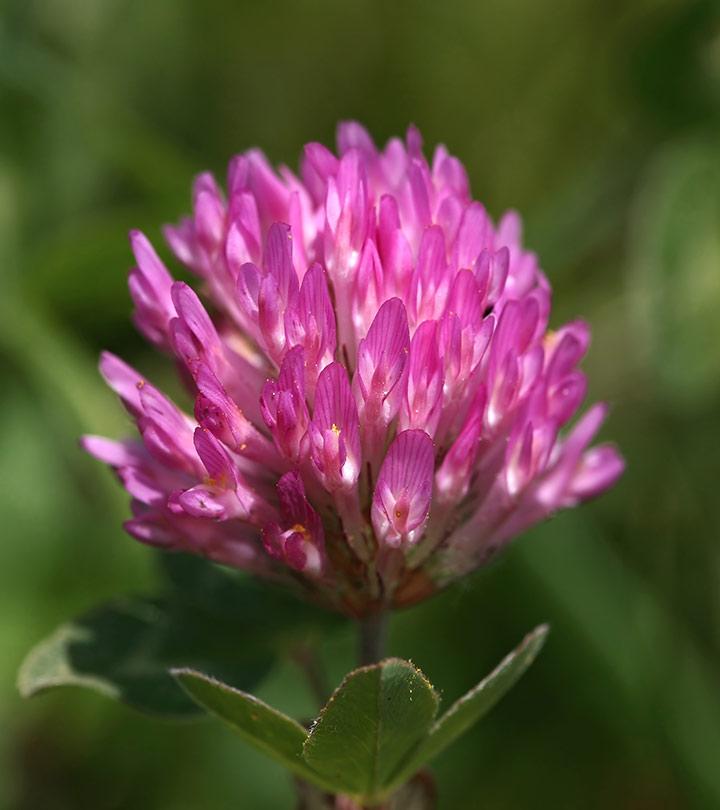 How Red Clover Benefits Your Health, Uses, And Dosage