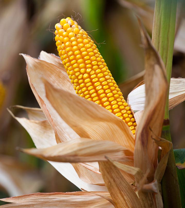 10 Surprising Side Effects Of Corn