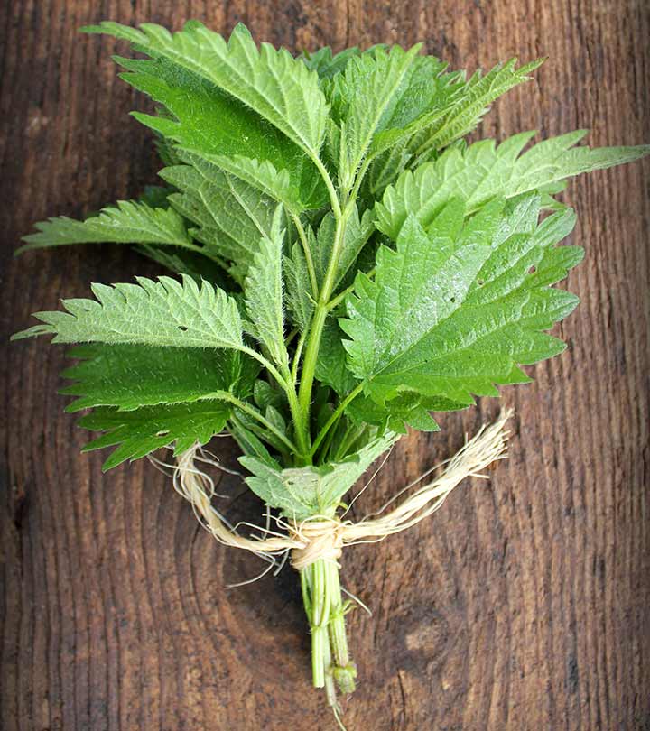 10 Health Benefits Of Stinging Nettle, Nutrition, & Side Effects