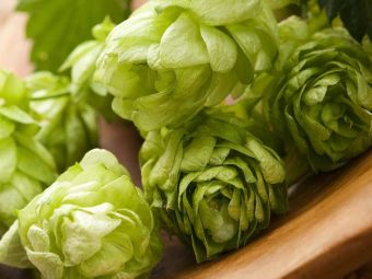 16 Amazing Health Benefits Of Hops And Its Nutritional Value