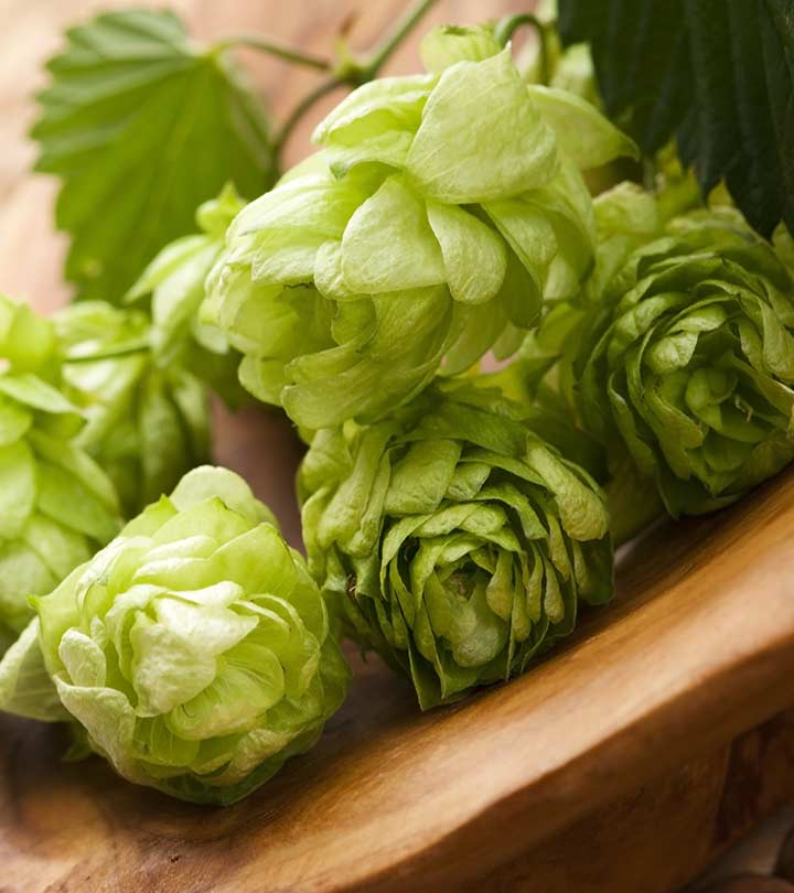 16 Amazing Health Benefits Of Hops And Its Nutritional Value