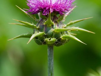 8 Side Effects of Milk Thistle You Should Be Aware Of