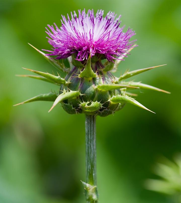 8 Side Effects of Milk Thistle You Should Be Aware Of