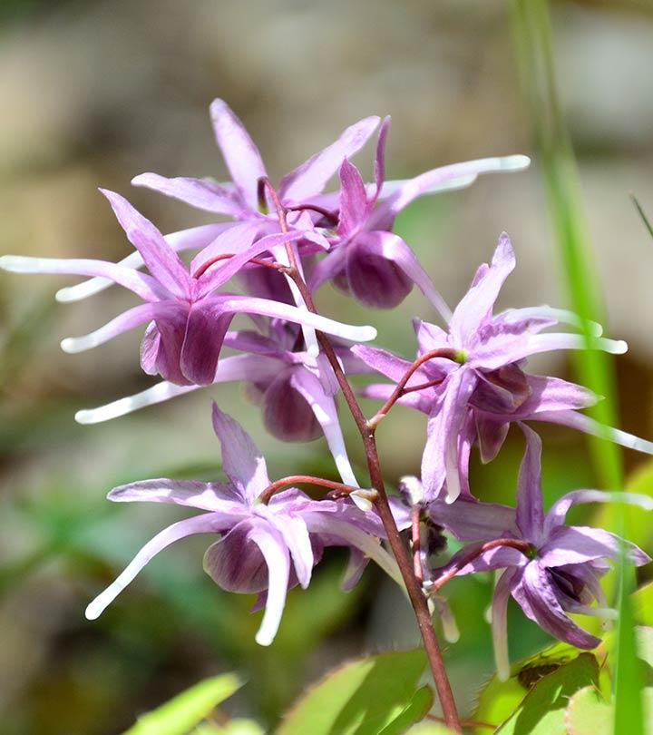 Horny Goat Weed: 10 Benefits, 4 Side Effects, And Uses