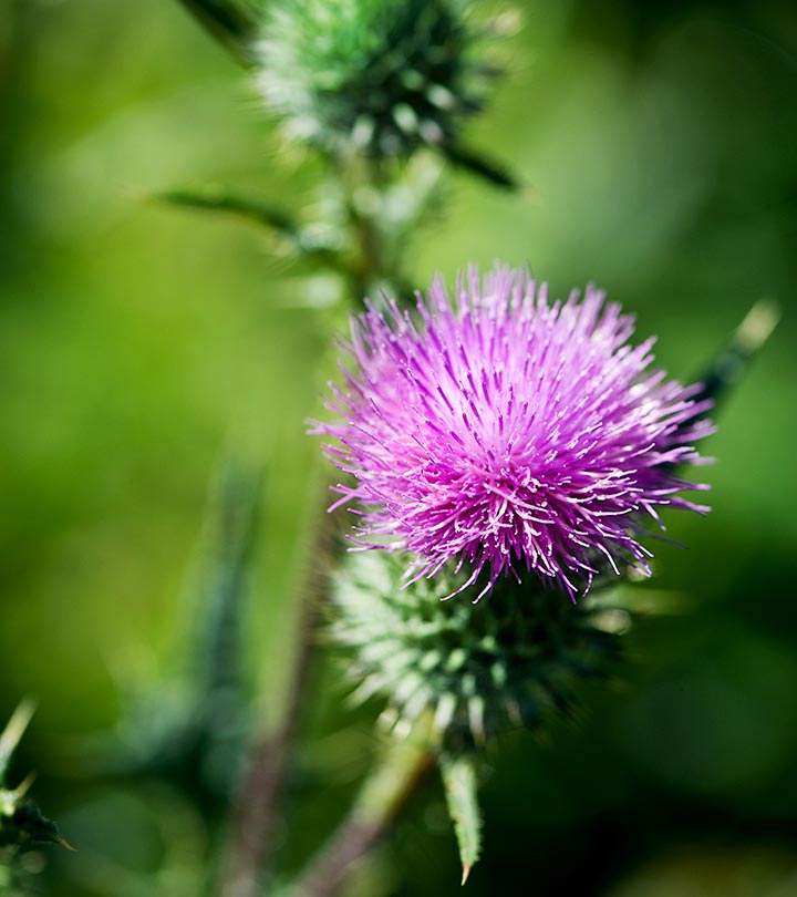 12 Health Benefits Of Milk Thistle, Nutrition, & Side Effects
