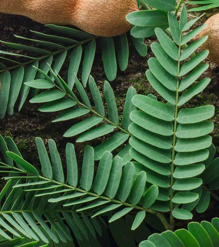 13 Amazing Health Benefits Of Tamarind Leaves