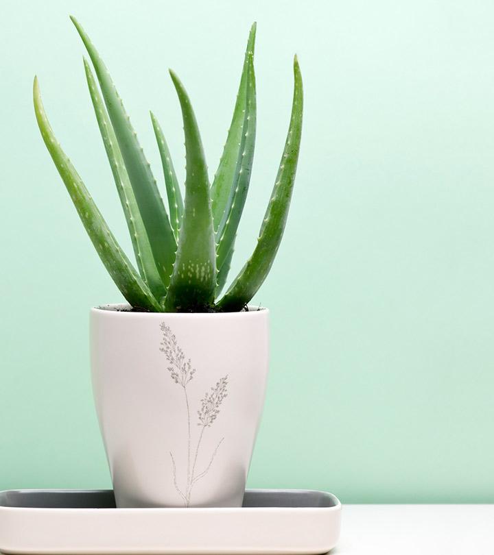 7 Reasons To Use Aloe Vera For Treating Diabetes
