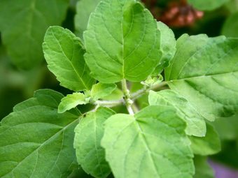 6 Unexpected Holy Basil Side Effects You Never Heard