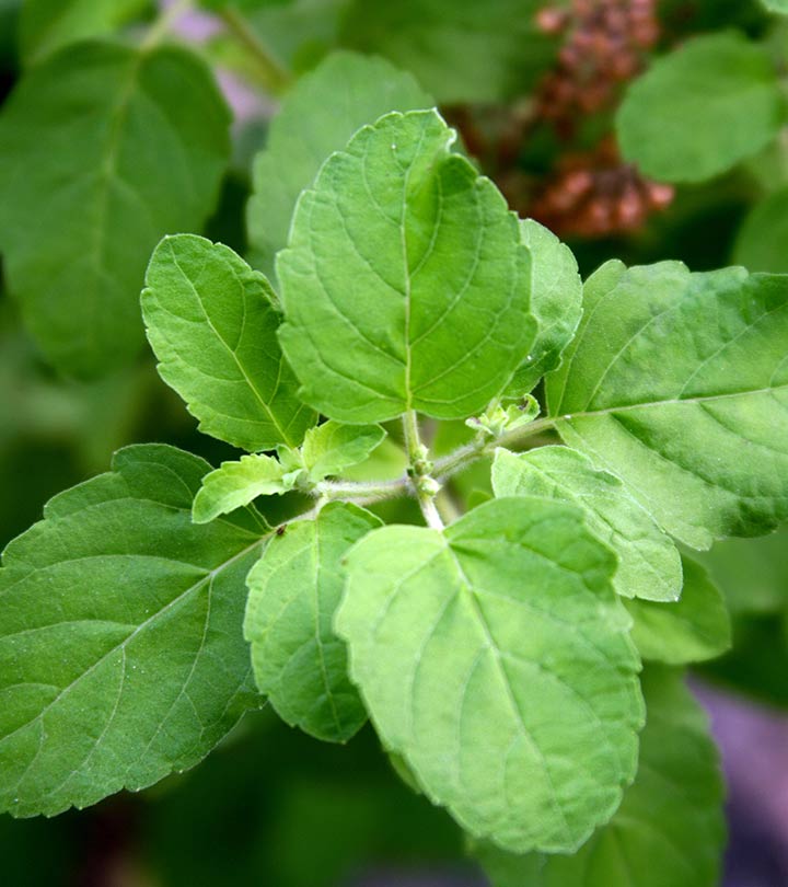6 Unexpected Side Effects Of Tulsi