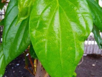 5 Health Benefits Of Betel Leaves And Possible Side Effects