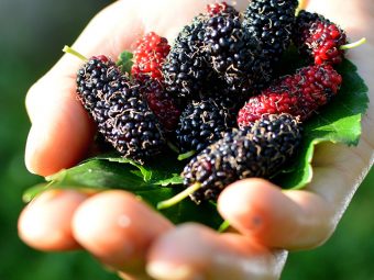 Unexpected-Side-Effects-Of-Mulberry