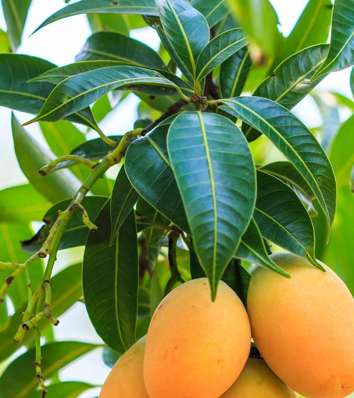 The health benefits of mango