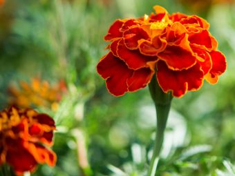 25 Types Of Marigold Flowers Found Across The World