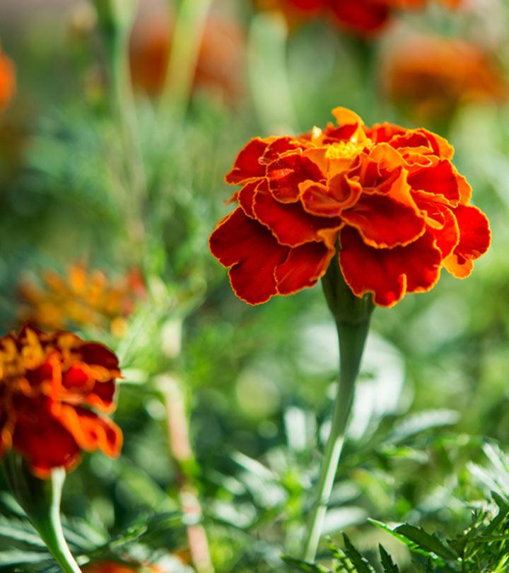 Top 25 Most Beautiful Marigold Flowers