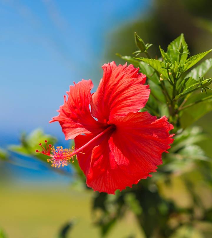15 Amazing Ways To Use Hibiscus For Your Hair
