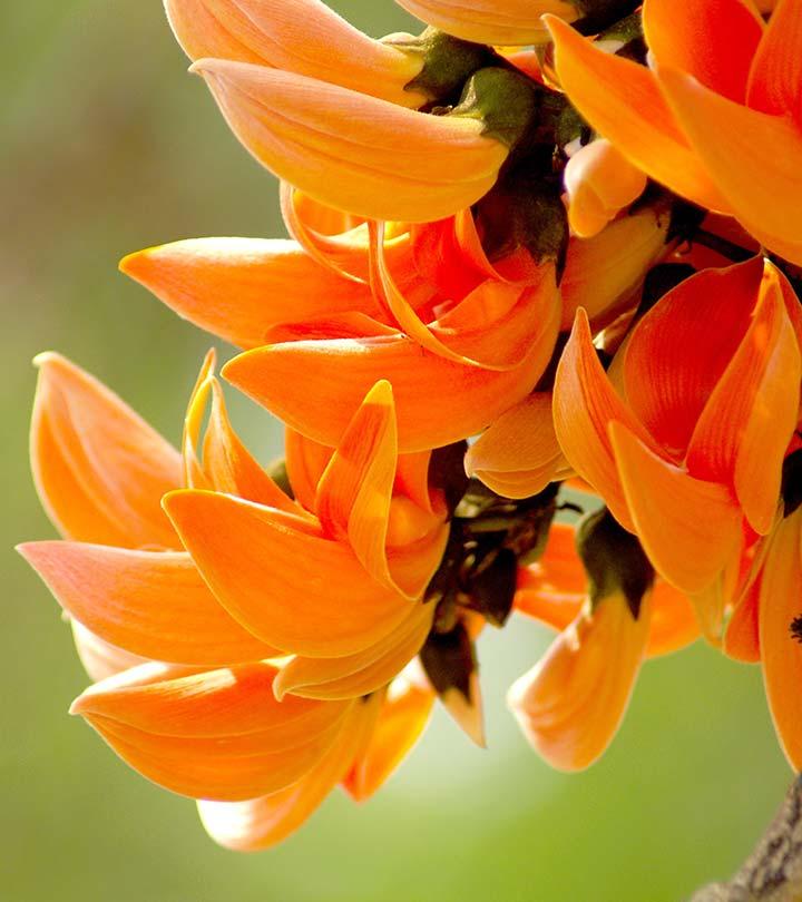 15 most beautiful flowers in the world discount