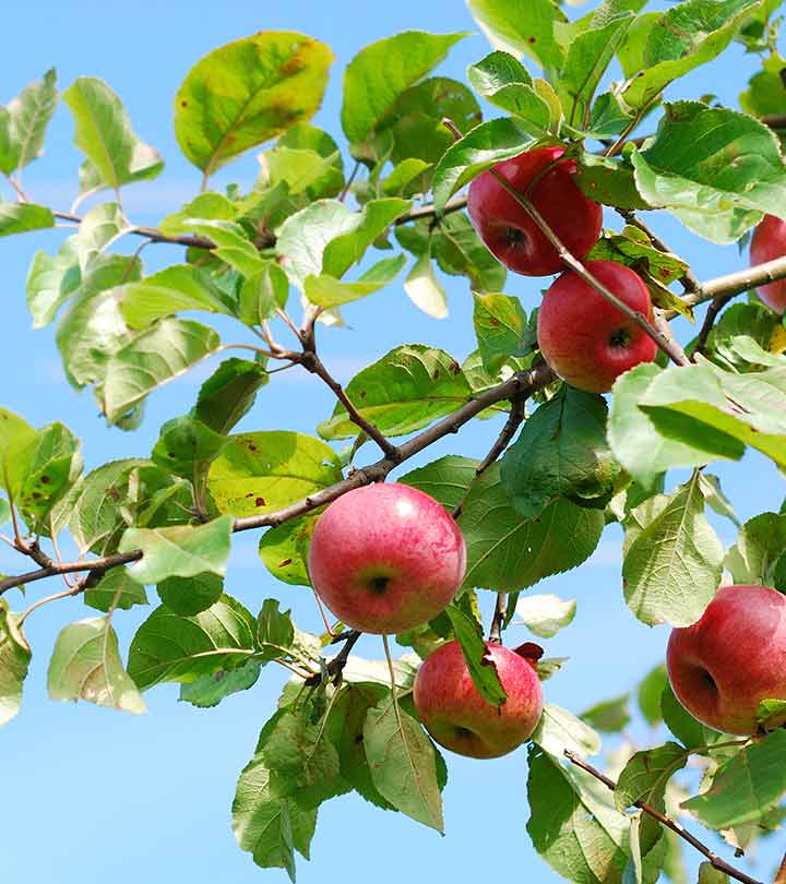 Apples Aren’t Sweet Anymore And The Climate Change Is The Culprit