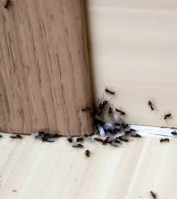 Get Rid Of Ants In Your Home
