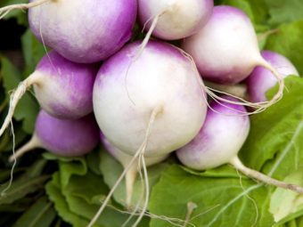 Turnips: 14 Impressive Health Benefits, Nutritional Value, And How ...