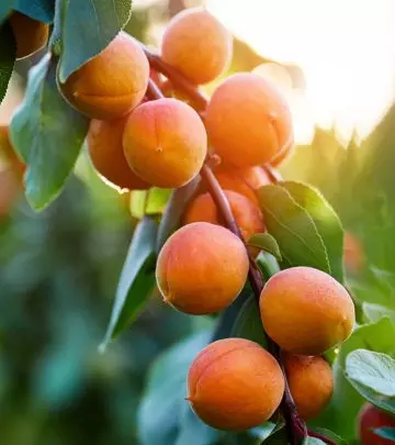 खुबानी के 20 फायदे, उपयोग और नुकसान – Apricot (Khubani) Benefits, Uses and Side Effects in Hindi