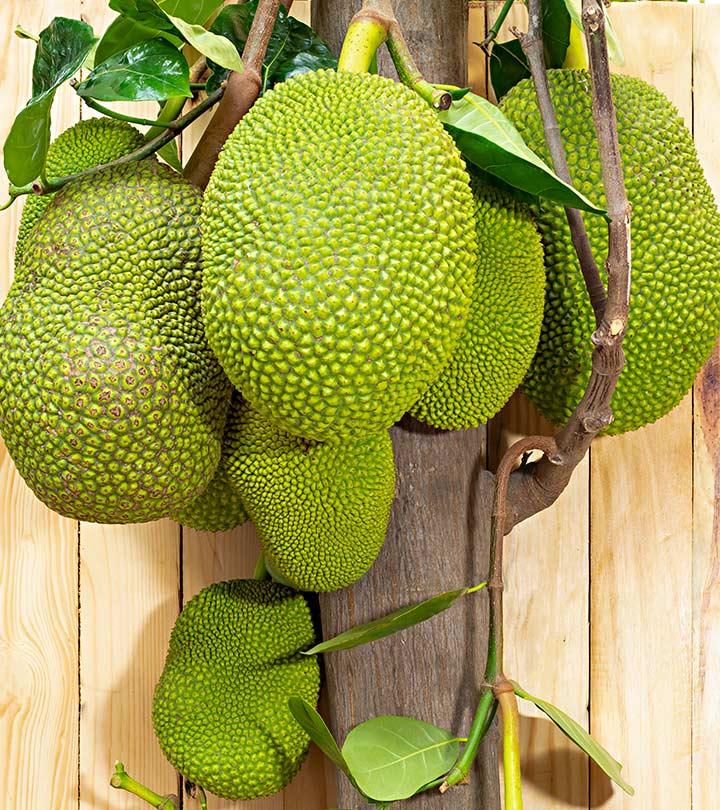 कटहल के 12 फायदे, उपयोग और नुकसान – Benefits of Jackfruit in Hindi