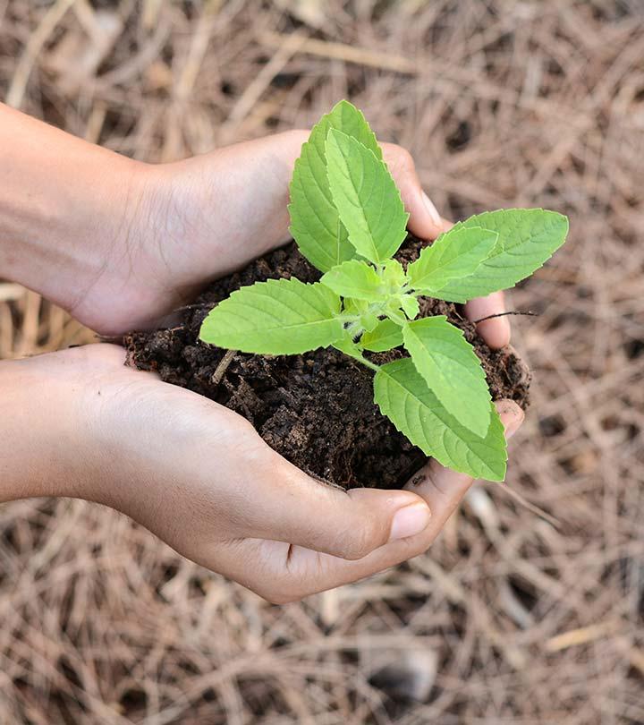 The Power Of Tulsi How And Why You Should Be Eating Tulsi Leaves Everyday