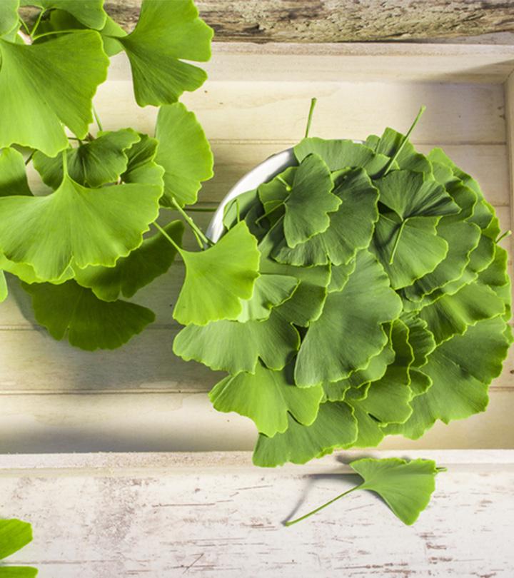 गिंको बाइलोबा (जिन्‍कगो) के फायदे, उपयोग और नुकसान – All About Ginkgo Biloba in Hindi