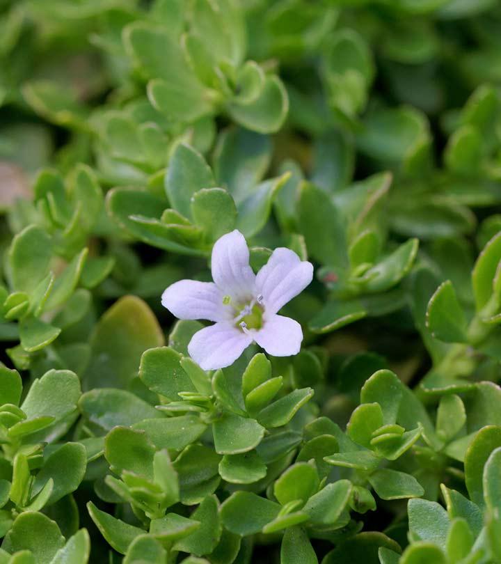 Brahmi 