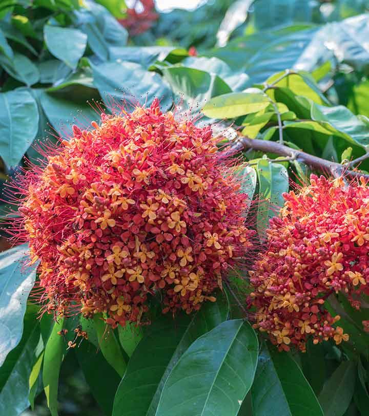 अशोक के पेड़ के 13 फायदे और नुकसान – Ashoka Tree Benefits and Side Effects in Hindi