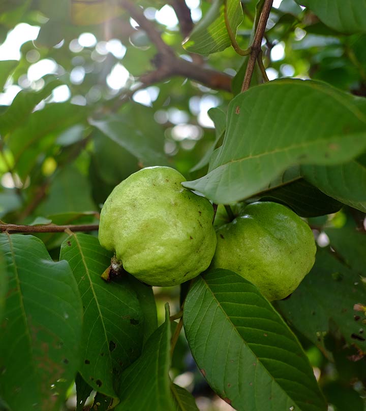 अमरूद के पत्ते के फायदे और नुकसान – Guava Leaves Benefits and Side Effects in Hindi