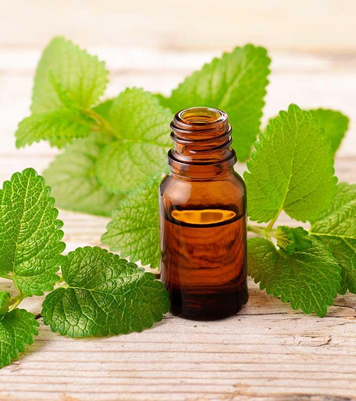 लेमन बाम के फायदे, उपयोग और नुकसान – Lemon Balm Benefits, Uses and Side Effects in Hindi