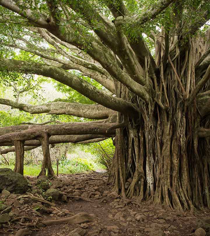 बरगद के पेड़ के 14 फायदे और नुकसान – Banyan Tree (Bargad) Benefits and Side Effects in Hindi
