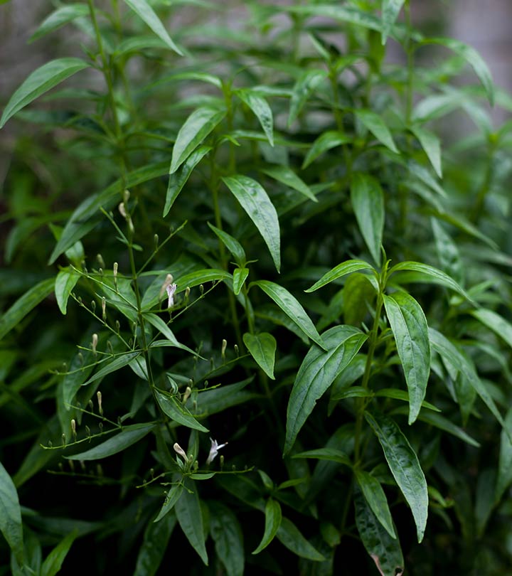 कालमेघ के 10 फायदे और नुकसान – Kalmegh (Andrographis Paniculata)  and Side Effects in Hindi