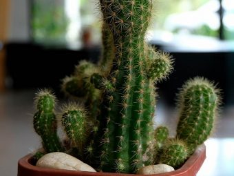 नागफनी के 11 फायदे और नुकसान – Cactus (Nagfani) Benefits and Side Effects in Hindi