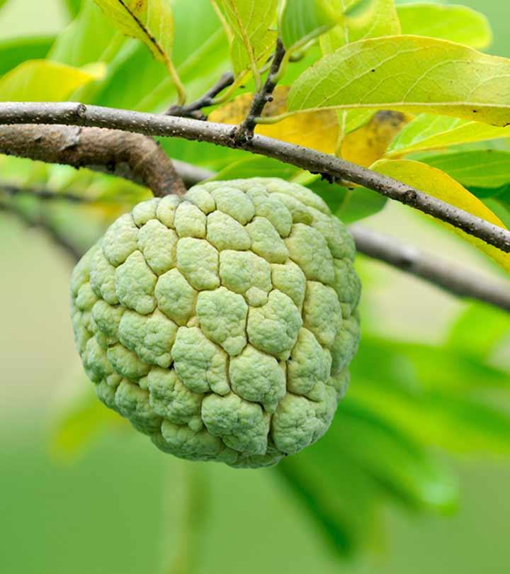 10 Custard Apple
