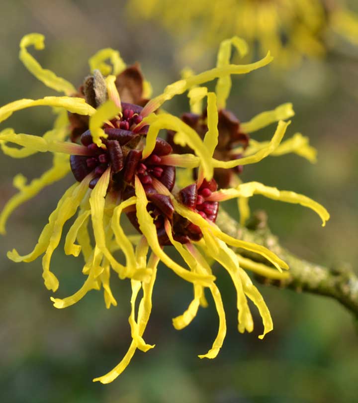 विच हेज़ल के 15 फायदे और नुकसान – Witch Hazel Benefits and Side Effects in Hindi