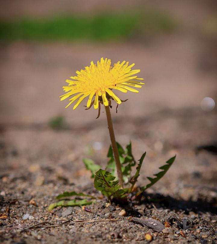 सिंहपर्णी के फायदे और नुकसान – Dandelion Benefits and Side Effects in Hindi