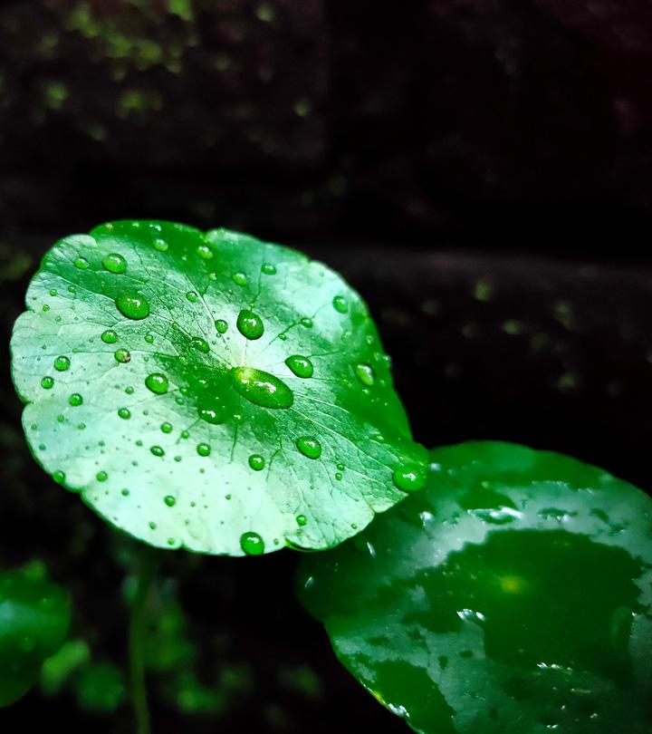 गोटू कोला (मण्डूकपर्णी) के फायदे और नुकसान – Gotu Kola (Mandukaparni) Benefits and Side Effects in Hindi